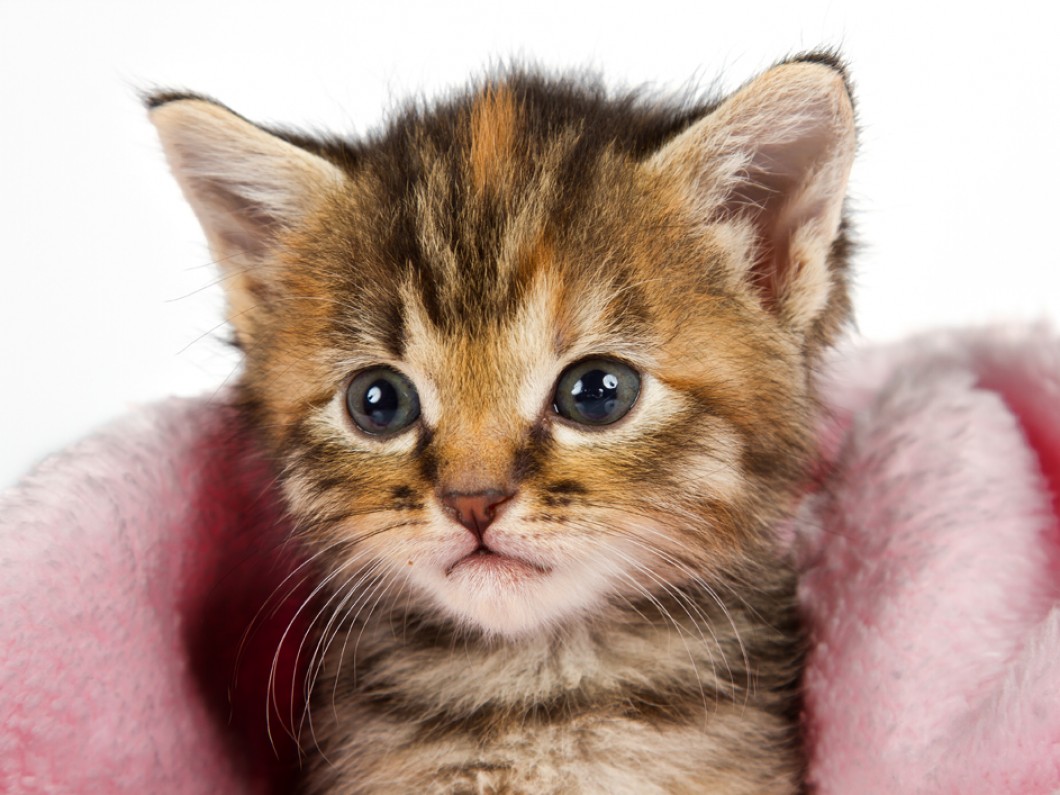 kitten-in-pink-blanket-looking-41544013 (1)