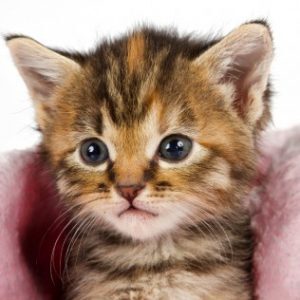kitten-in-pink-blanket-looking-41544013